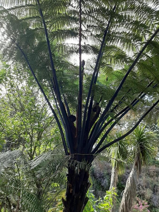 Buena Vista * Marahau